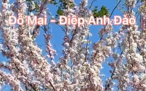 Không phải hoa đào hay hoa mai, ở Việt Nam còn có loài hoa Tết rất xinh và còn ăn được này
