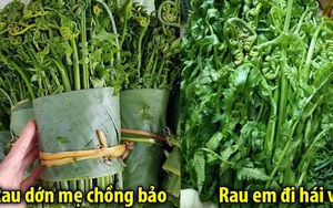 Hái rau dớn về cho nhà chồng ăn, cô gái bị mẹ chồng mắng "định cho cả nhà tôi đi xa à": Nguyên nhân phía sau khiến không ít người giật mình