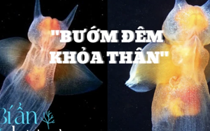 Gặp gỡ Thiên thần biển xanh - "Loài bướm 18+" với những xúc tu sắc nhọn bay lượn trong lòng đại dương
