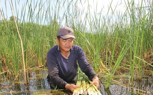 Bỏ túi hơn nửa tỉ đồng/năm nhờ làm kinh tế "chẳng giống ai"