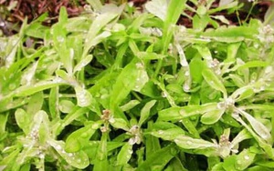 12 bài thuốc từ cây rau khúc