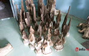 Nghề nuôi trầm, đục gỗ tỉa trầm làm cảnh, cây lớn xuất khẩu giá vài chục triệu