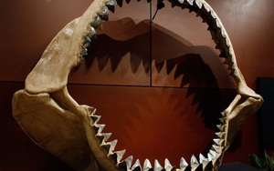 Các nhà khoa học xác nhận họ chẳng biết siêu cá mập Megalodon thật sự trông như thế nào