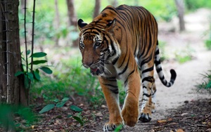 WWF cho rằng loài hổ có thể đã tuyệt chủng tại Lào
