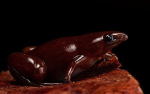 Phát hiện loài ếch mới trong rừng Amazon kích thước nhỏ, mũi giống heo