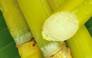Mía tím hay mía xanh, mía cong hay thẳng, chọn mua loại nào sẽ vừa ngon vừa nhiều dinh dưỡng nhất