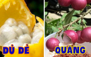 Việt Nam có những loại trái cây thoạt nghe ngỡ như không tồn tại, hình dáng chẳng ai nghĩ là ăn được (Phần 1)