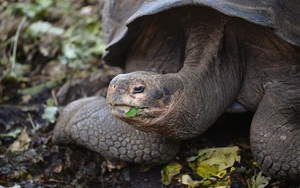 Phát hiện loài rùa khổng lồ mới trên quần đảo Galapagos