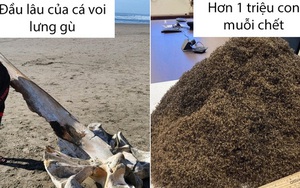 16 khoảnh khắc thú vị mà rất ít người có cơ hội được chiêm ngưỡng, phải chụp lại để lan tỏa sự phấn khởi