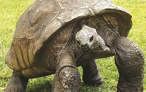 ‘Cụ rùa’ già nhất thế giới