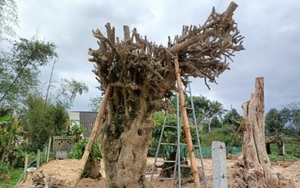 Cây duối trăm tuổi bị đào trộm, chuyển từ Hà Tĩnh ra Ninh Bình, danh tính kẻ trộm chưa được tiết lộ