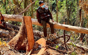 6 đối tượng phá rừng ở Măng Đen đã livestream bán gỗ trái phép ngay tại hiện trường