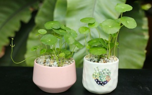12 con giáp trồng cây phong thủy nào để vượng tài phát lộc?