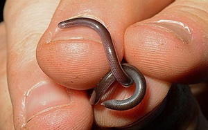Sự thật loài rắn tí hon với lời đồn "bị cắn là tử vong 100%" ở VIệt Nam