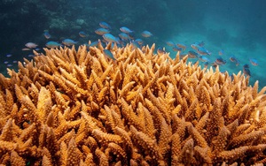 UNESCO xếp rạn san hô Great Barrier bị tẩy trắng vào danh sách "đang gặp nguy hiểm"?