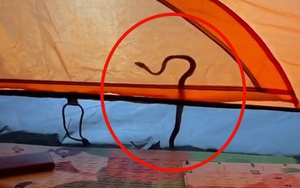 Đi camping, cô gái bất ngờ bị con rắn độc "hỏi thăm" ngay bên lều trại: Cả nhóm bạn đều hết hồn hết vía