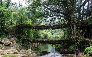 Cầu rễ cây hàng trăm năm tuổi, kiệt tác tự nhiên hiếm có khó tìm
