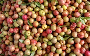 Giữa lúc thanh long, chuối, dứa... ồ ạt rớt giá mạnh, bất ngờ có 1 loại quả tăng giá gấp 6 lần vẫn cháy hàng