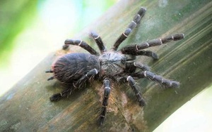 Loài nhện khổng lồ đặc biệt sống trong ống tre