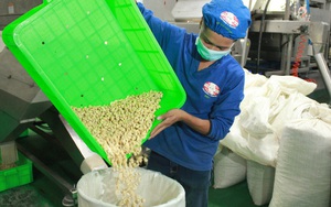 Doanh nghiệp xuất khẩu lại bị lừa