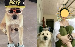 Chú chó nổi tiếng trên TikTok - Củ Tỏi mất tích, chủ nhân than khóc thấy thương nhưng vẫn vấp phải tranh cãi