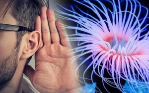 Phát hiện liên hệ gây sốc giữa con người và quái vật biết mọc lại đầu