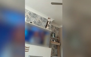 Clip: Thót tim cảnh mèo cưng phi thân lên quạt trần để chơi...đu quay