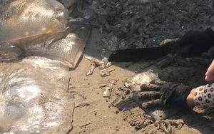 Cảnh tượng ngồi cắt sứa ngay giữa bãi biển đầy bùn cát khiến dân mạng tranh cãi