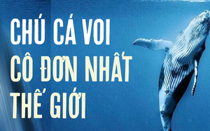 Chuyện buồn của chú cá voi cô đơn nhất hành tinh: Chưa 1 lần được tìm thấy nhưng vẫn làm cả thế giới cảm thương cùng bí mật kéo dài 30 năm