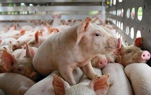 Giá lợn hơi tăng đồng loạt, tiến sát mốc 60.000 đồng/kg