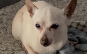 Chú chó Chihuahua già nhất thế giới, sống thọ hơn tuổi đời trung bình của loài