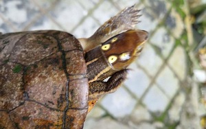 Rùa 4 mắt cực lạ đi lạc vào vườn nhà dân ở Huế