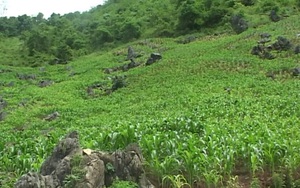 Kỳ án nơi rẻo cao (P1): Người phụ nữ mất tích bí ẩn và hành trình vạch mặt kẻ sát nhân máu lạnh