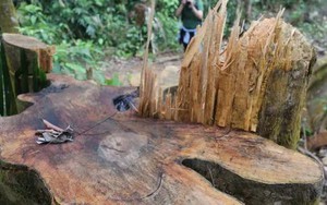 Yêu cầu Quảng Nam làm rõ vì sao rừng tự nhiên "đột ngột" giảm 2.850 ha