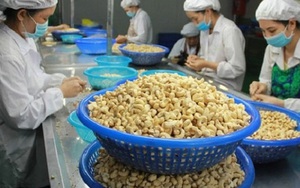 Vụ nguy cơ xuất khẩu điều bị lừa: Đã giành lại quyền sở hữu 9 container hàng