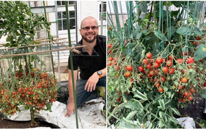'Bậc thầy tạo quả' trồng cây cà chua cho ra hơn nghìn quả