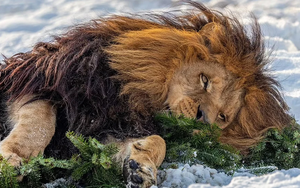 Con sư tử nổi tiếng khắp mạng xã hội nhờ bờm ấn tượng