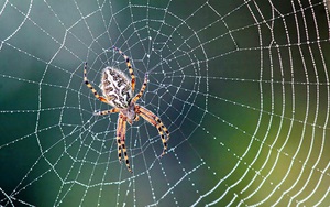 Không có 'tai', loài nhện dùng cách nào để 'nghe ngóng' và săn bắt mồi?