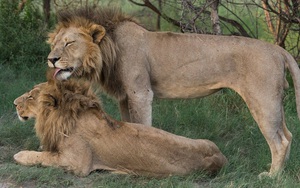 Các nhà khoa học làm cho sư tử trở nên thân thiện hơn bằng cách sử dụng "Hormone tình yêu"