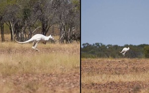 Phát hiện kangaroo màu trắng hiếm có ở Australia