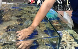 Ghẹ biển tăng giá chưa từng thấy, hải sản hút hàng