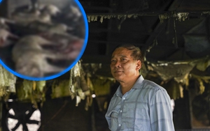 Sét đánh chết đàn lợn 229 con ở Thái Bình: Chủ nuôi khóc ngất, chưa dám ra trang trại