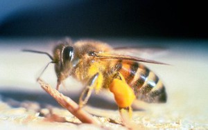 Nhận biết loài ong 'tử thần' gây chết người trong 10 phút