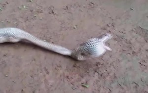 Clip: Rắn hổ mang "đẻ trứng" bằng miệng và sự thật gây bất ngờ