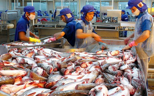 Tin vui cho thủy sản Việt: Hai doanh nghiệp được cấp phép xuất khẩu vào thị trường mới
