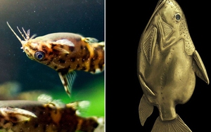Cá trê bơi ngửa - loài cá độc đáo tới mức được người Ai Cập dùng hình ảnh làm bùa may mắn