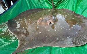 "Quái vật biển" khổng lồ nặng gần 200 kg xuất hiện ở sông Mekong, dấy lên nhiều hiểm họa đáng lo ngại