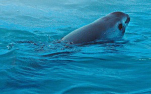 Cá heo vaquita chỉ còn 10 con