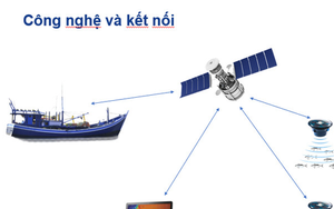 'Định vị' đàn cá bằng công nghệ giá rẻ