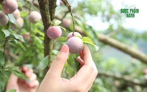 Loại quả quen vừa để ăn vừa làm thuốc bổ: Người Việt chưa biết dùng, bỏ phí bao tác dụng